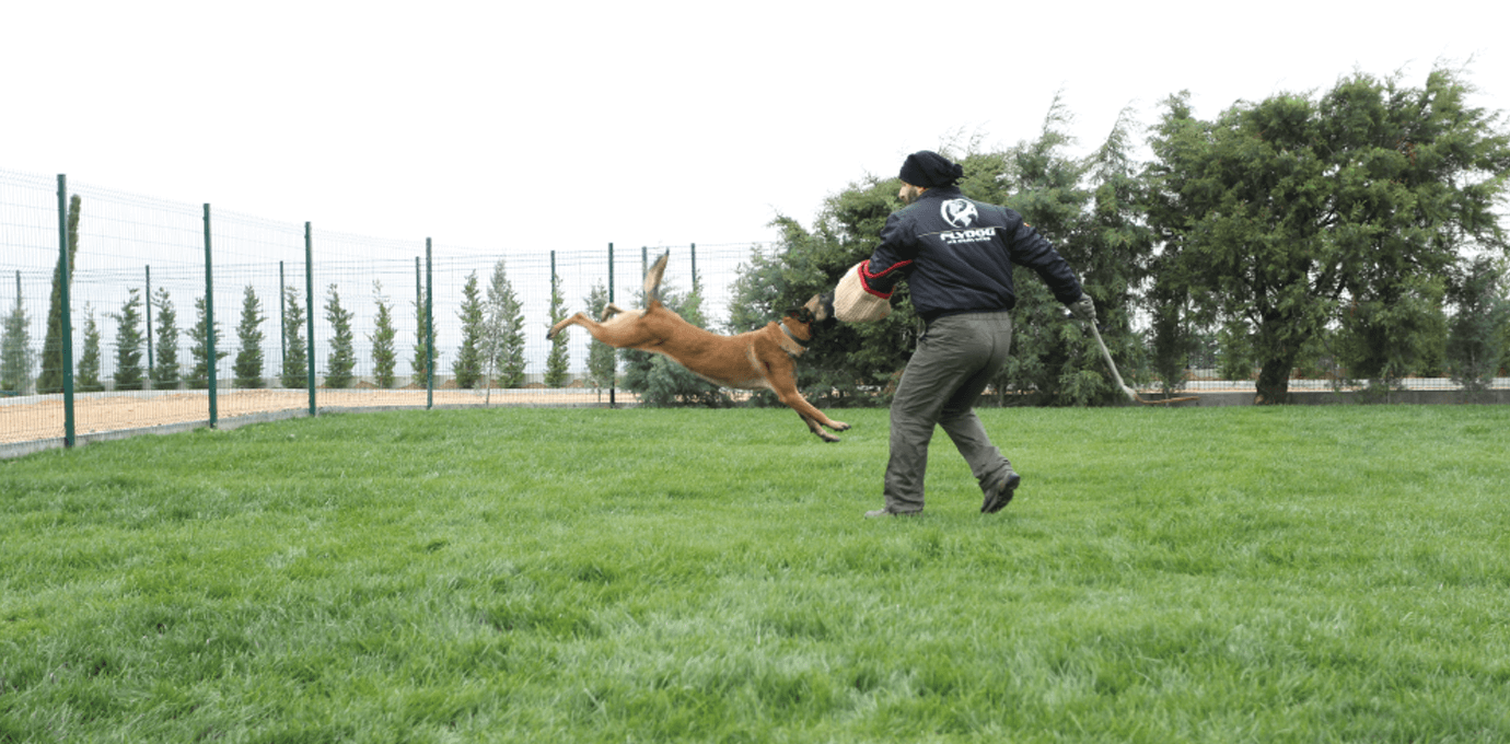 flydog k9 services